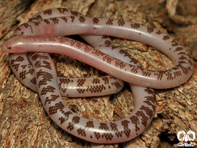 خانواده مارهای کرمی شکل Typhlopidae